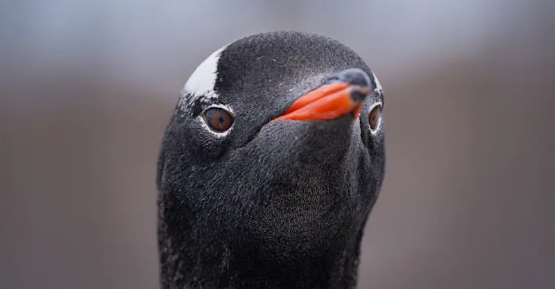 Gentoo penguin, Antarctica