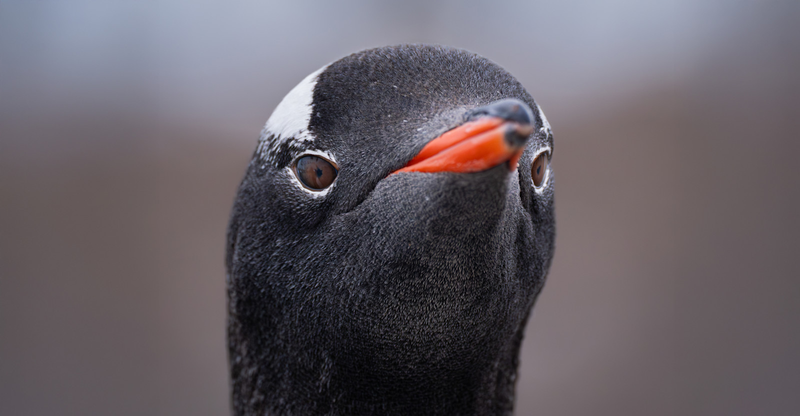 Gentoo penguin, Antarctica