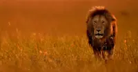 Masai lion, Maasai Mara National Reserve, Kenya.