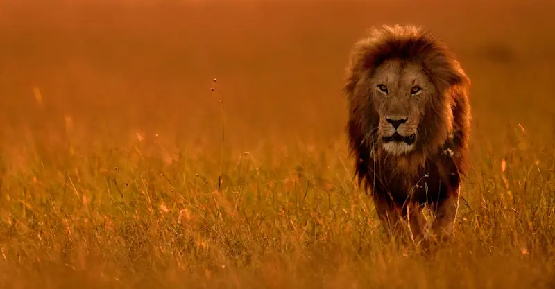 Masai lion, Maasai Mara National Reserve, Kenya.
