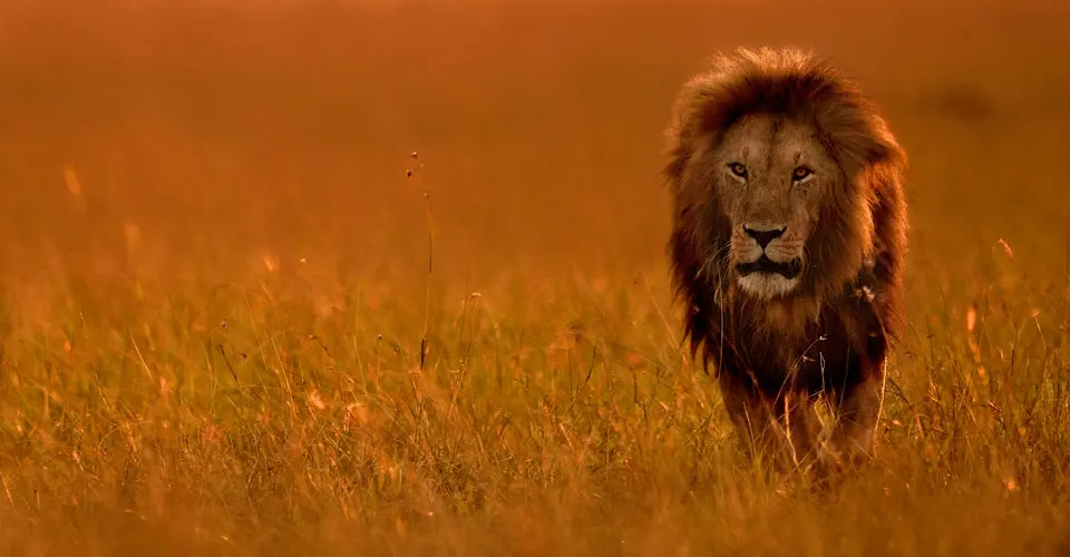 Masai lion, Maasai Mara National Reserve, Kenya.
