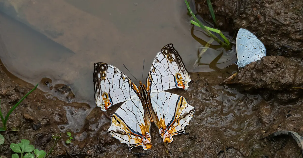 Butterflies, India.