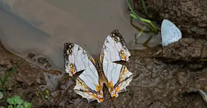 Butterflies, India