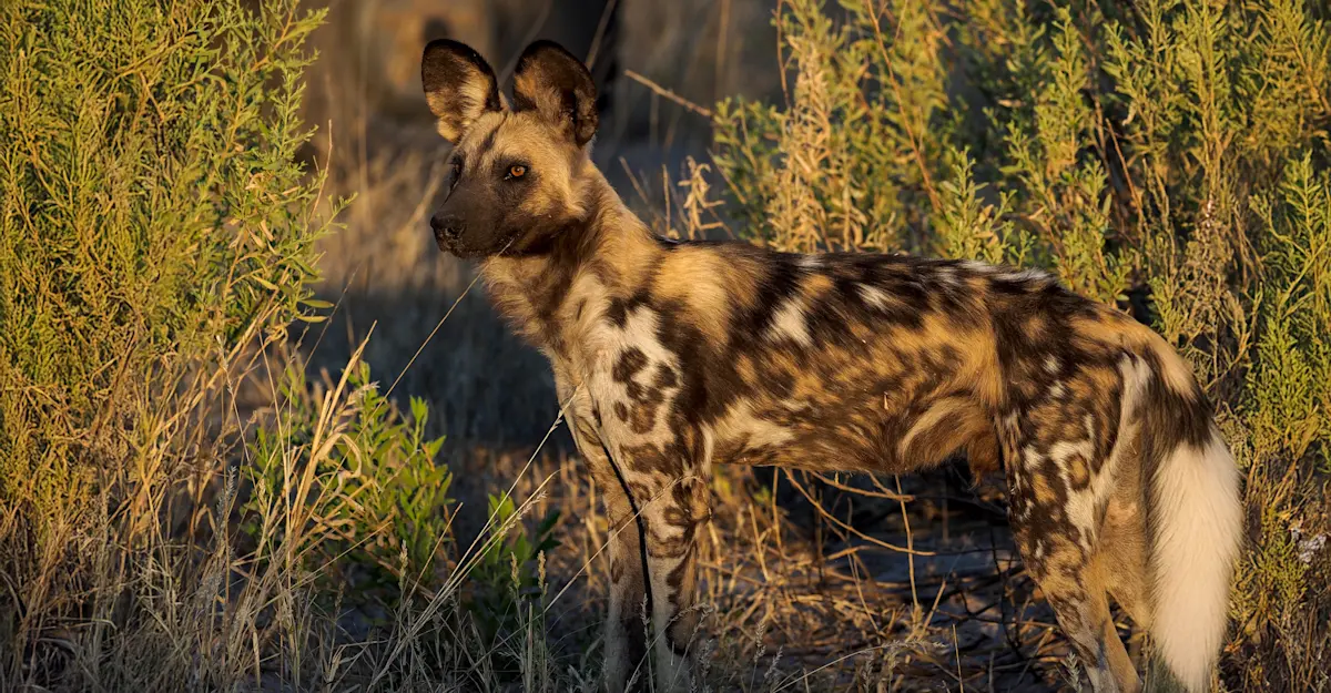 African Wild Dog (Painted Wolf), Gomoti Tented Camp, Botswana.