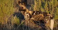 African Wild Dog (Painted Wolf), Gomoti Tented Camp, Botswana