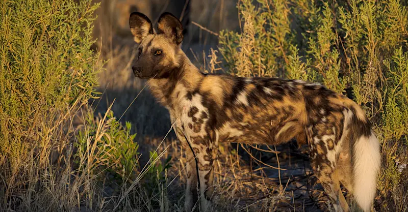 African Wild Dog (Painted Wolf), Gomoti Tented Camp, Botswana