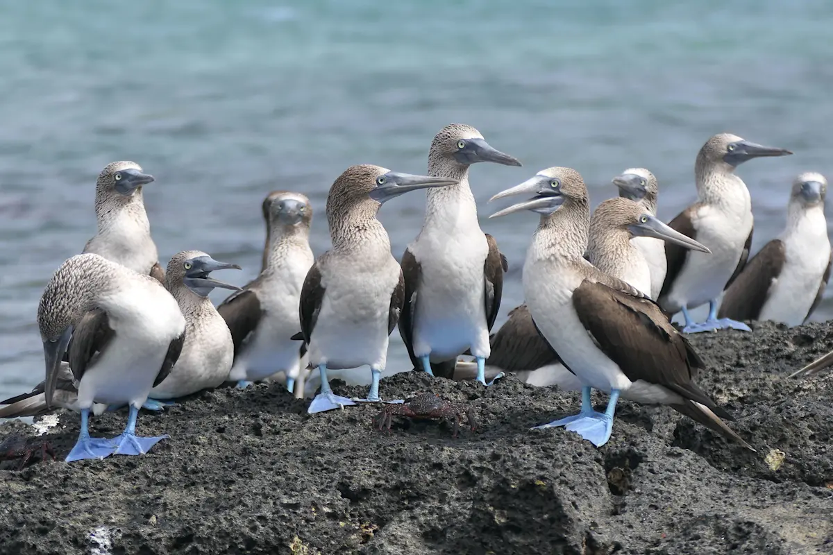 Blue-footed boobies, Galapagos Islands, Ecuador.