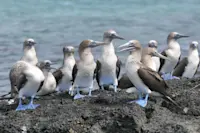 Blue-footed boobies, Galapagos Islands, Ecuador.