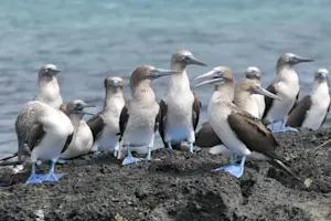 Blue-footed boobies, Galapagos Islands, Ecuador.