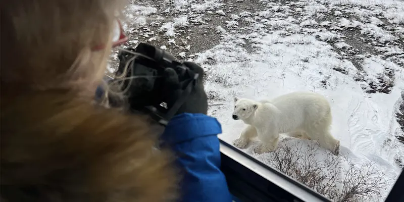 Nat Hab guest photographing polar bear, Churchill, Manitoba.