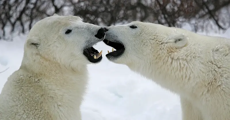 Polar bears, Churchill, Manitoba.