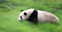 Giant panda, Wild Panda Nature Reserve, China.
