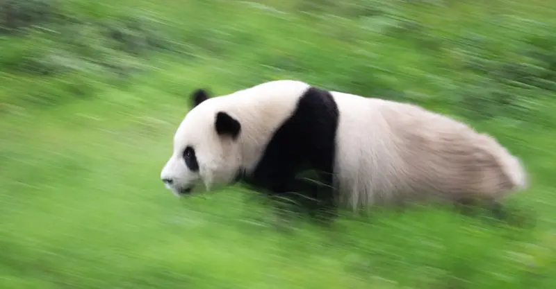 Giant panda, Wild Panda Nature Reserve, China.
