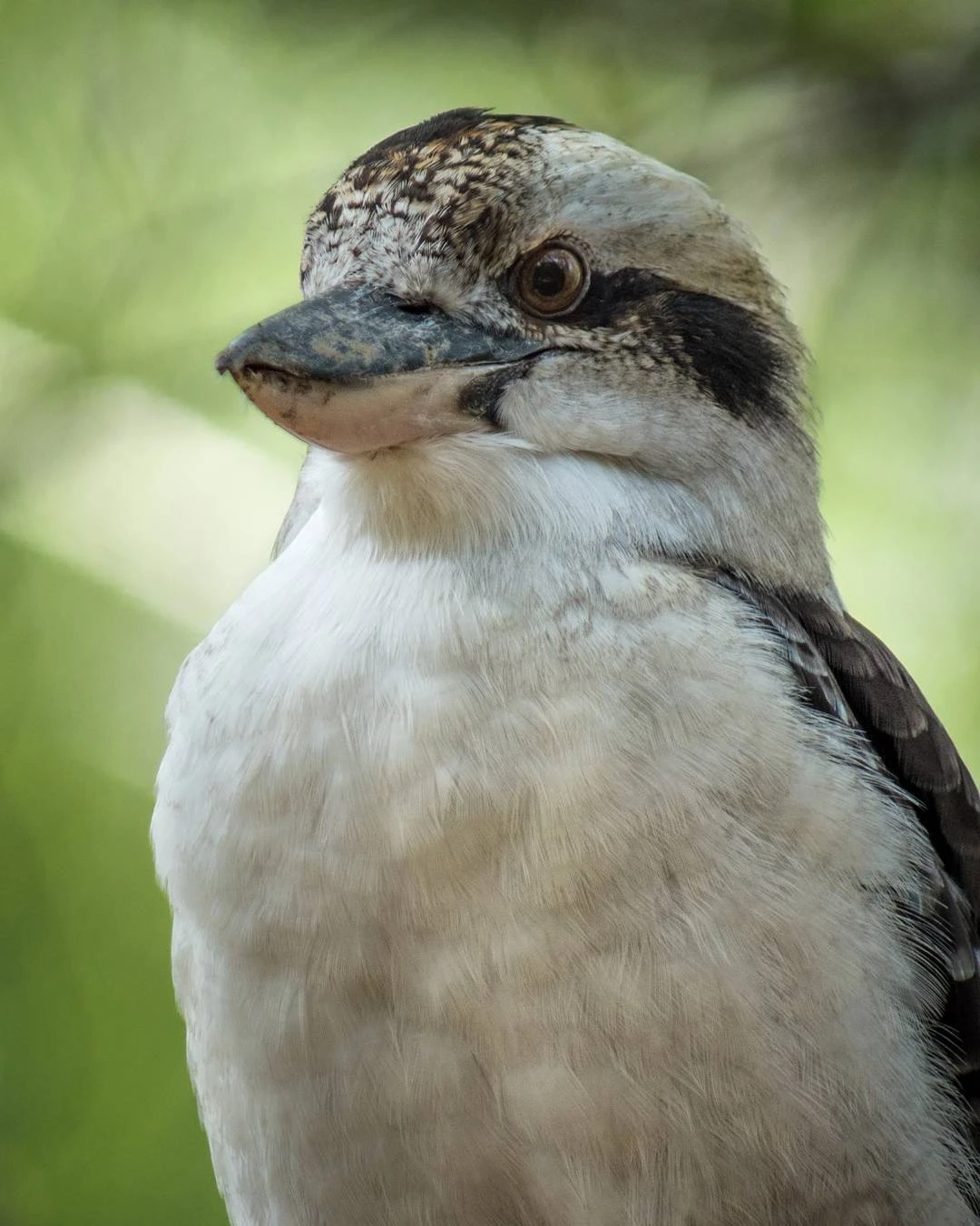 Laughing Kookaburra, Australia.