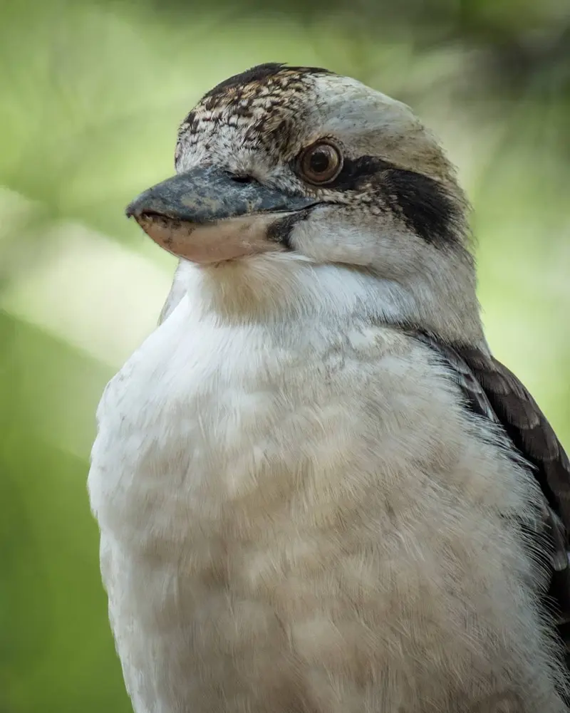 Laughing Kookaburra, Australia.