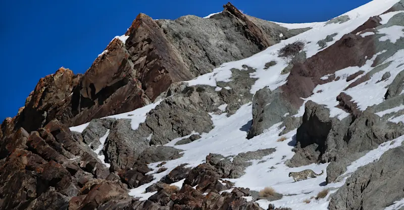 Snow Leopard Habitat