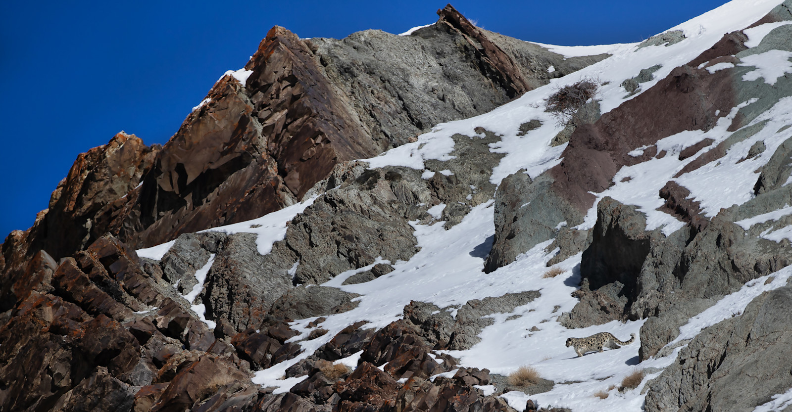 Snow Leopard Habitat