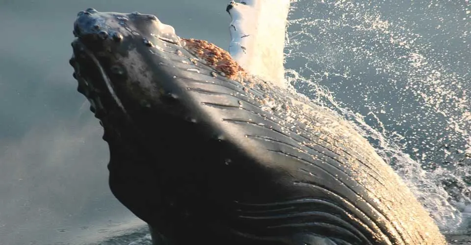Humpback whale, Frederick Sound, Alaska.