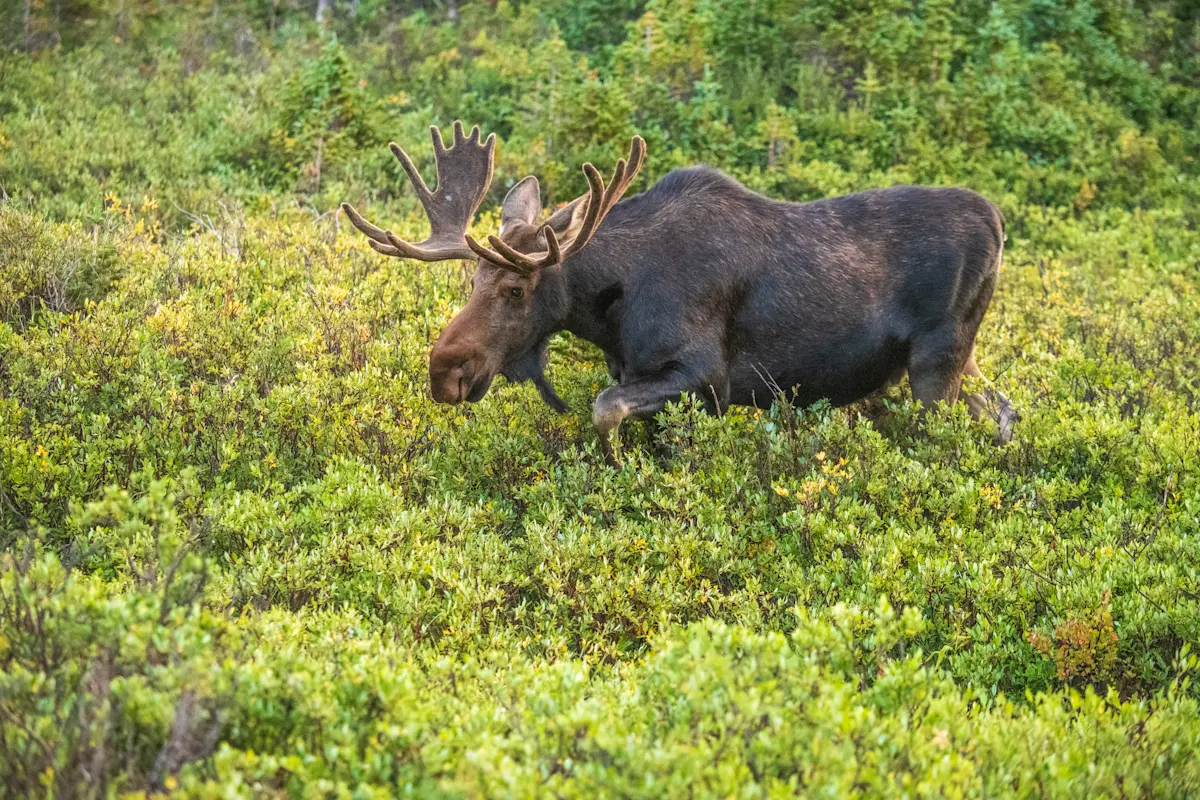 Moose, Rocky Mountains, USA.