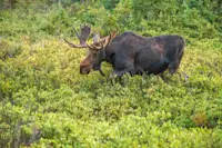 Moose, Rocky Mountains, USA