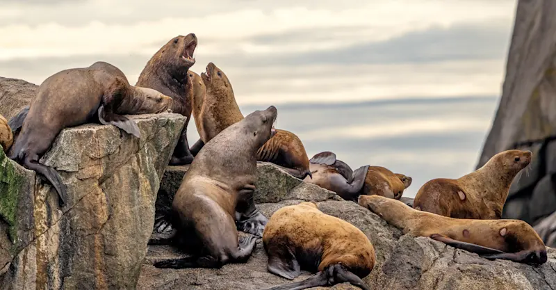Steller sea lions, Kodiak Island, Alaska.