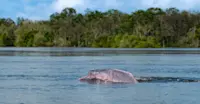 Amazon pink river dolphin, Amazon, Peru.