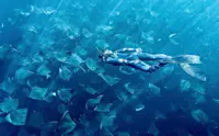 Swimming with mobula rays in the Sea of Cortez- Baja, Mexico. 