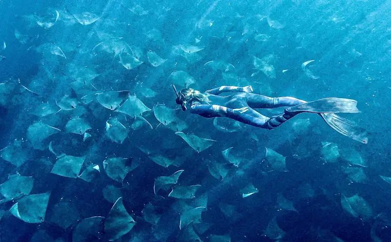 Swimming with mobula rays in the Sea of Cortez- Baja, Mexico. 