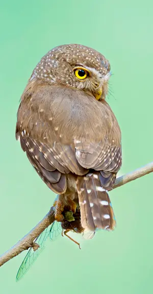Pygmy Owl