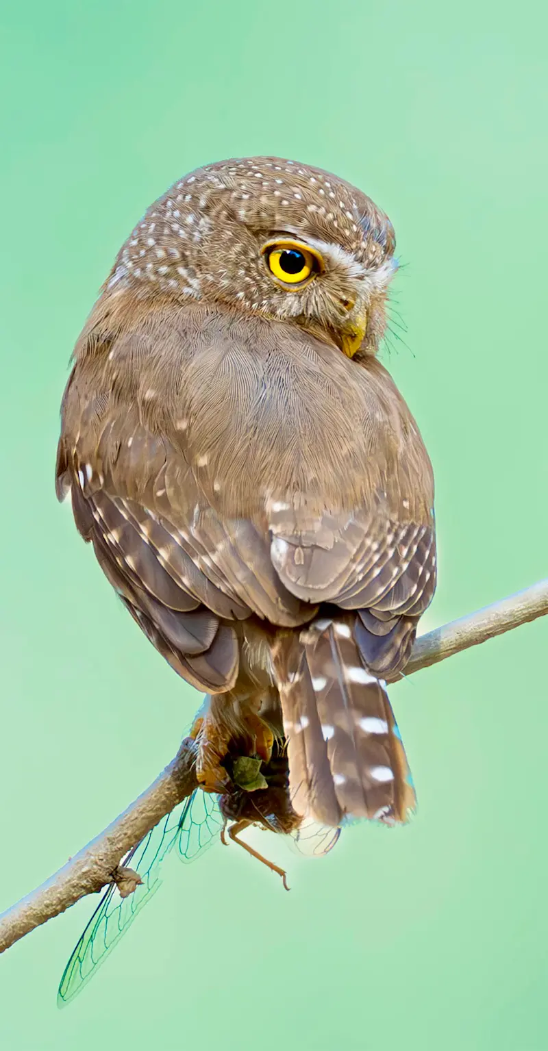 Pygmy Owl