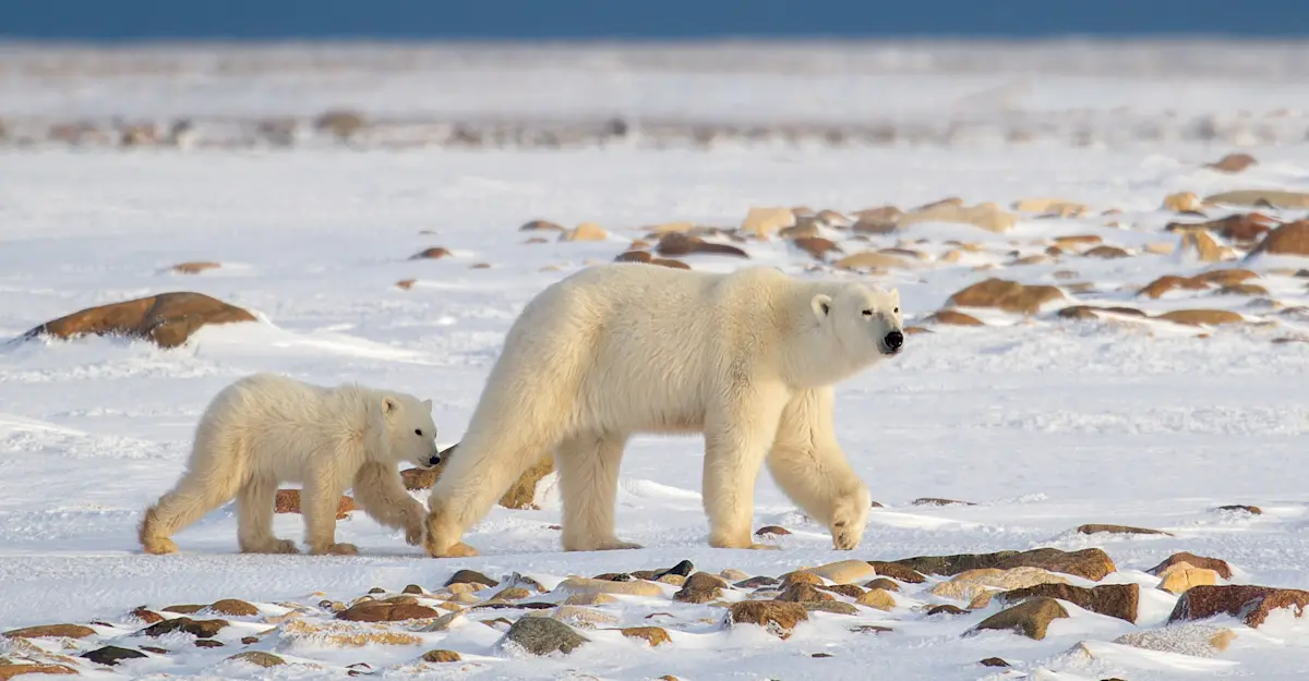Polar bear with cub, Churchill, Manitoba.