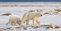 Polar bear with cub, Churchill, Manitoba.