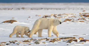 Polar bear with cub, Churchill, Manitoba.