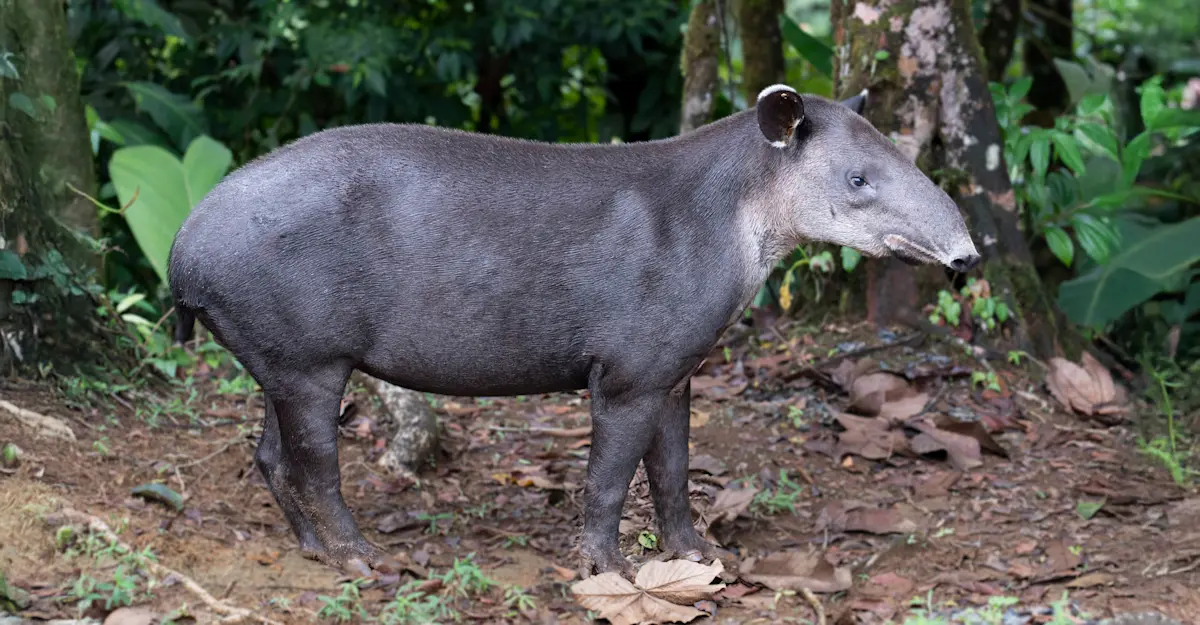 Tapir, Tapir Valley, Costa Rica.