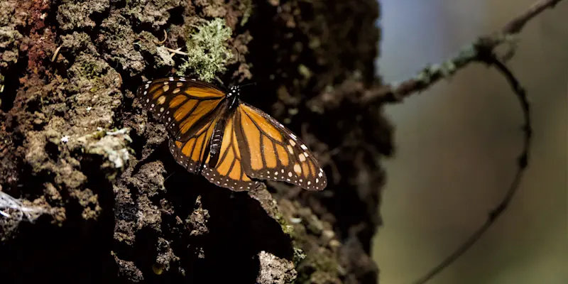 Monarch butterfly, El Rosario Butterfly Sanctuary, Mexico.