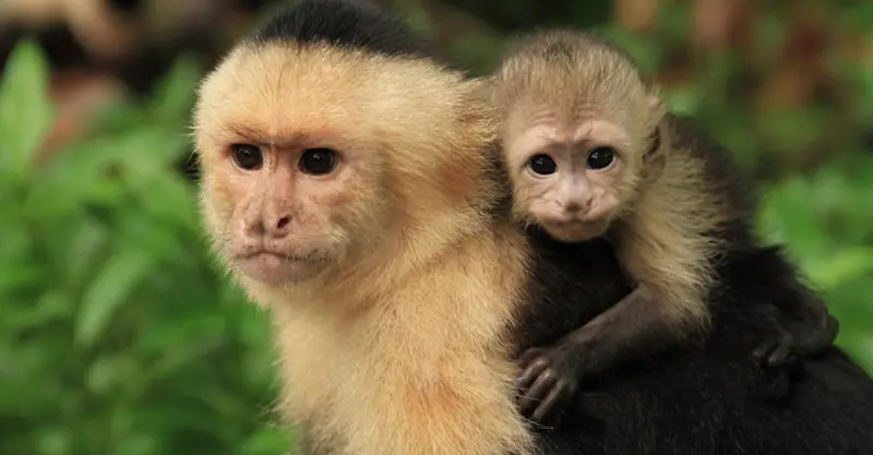 White-faced capuchin baby and mother, Sierpe Terraba Wetlands, Costa Rica.