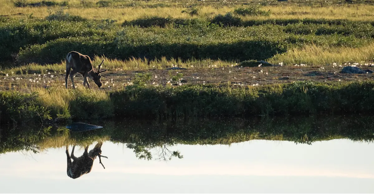 Caribou, Churchill, Canada.
