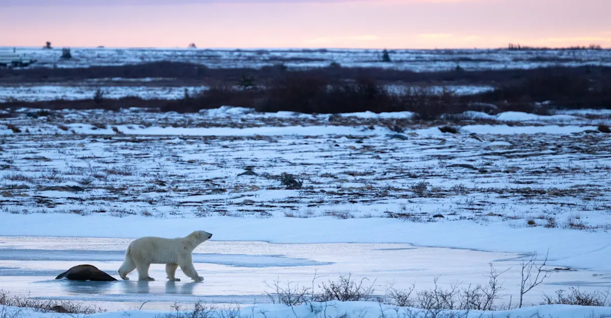 Polar bear, Churchill, Canada.