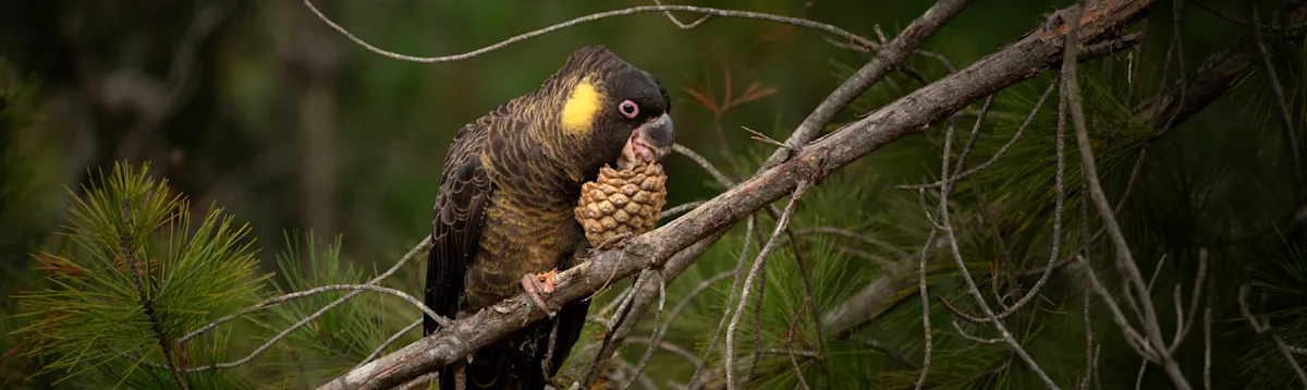 Cockatoo, Australia South, Asia