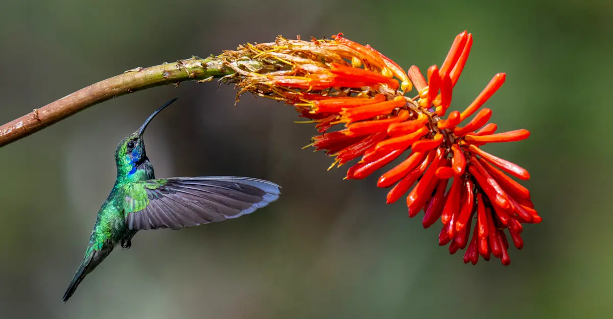 Violetear Hummingbird, Cerro de la Muerte Cloud Forest, Costa Rica.