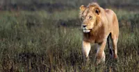 Lion, Okavango Delta, Botswana.