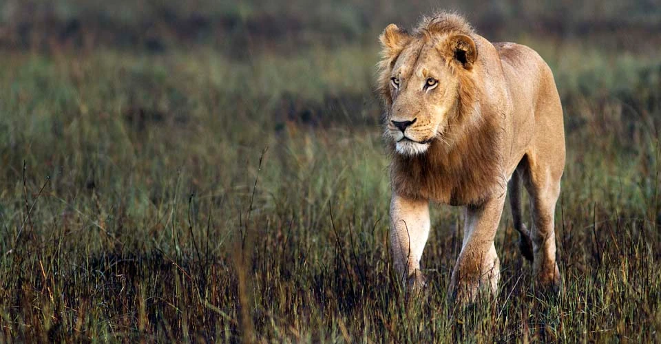 Lion, Okavango Delta, Botswana.