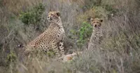 Cheetah, Maasai Mara Private Conservancies, Kenya.