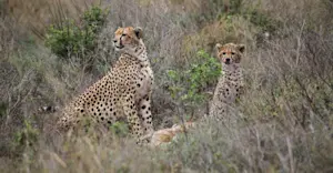 Cheetah, Maasai Mara Private Conservancies, Kenya.