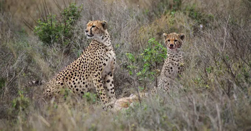 Cheetah, Maasai Mara Private Conservancies, Kenya.