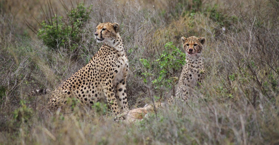 Cheetah, Maasai Mara Private Conservancies, Kenya.