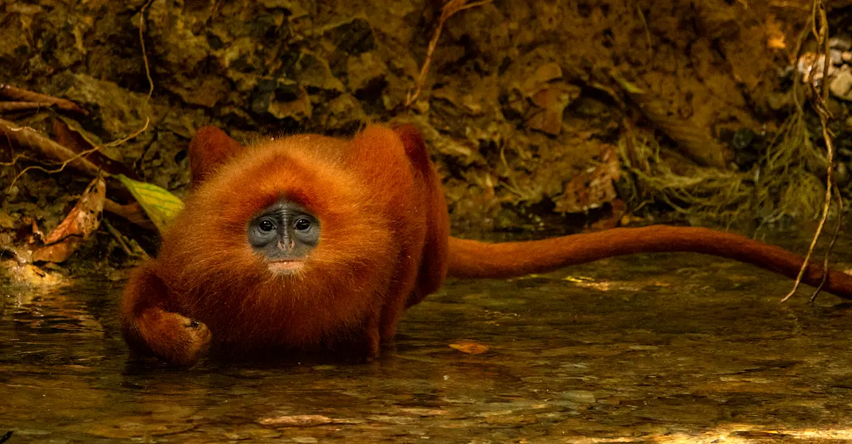 Red-lead monkey, Borneo.