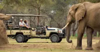 Elephant, Lower Zambezi National Park, Zambia.