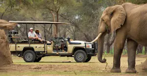 Elephant, Lower Zambezi National Park, Zambia.