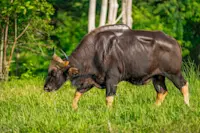 Gaur, Kanha National Park, India.